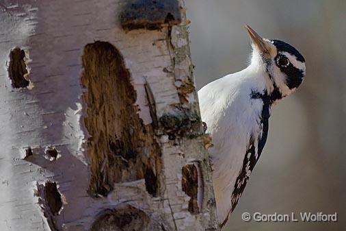 Hairy Woodpecker_52117.jpg - Photographed at Ottawa, Ontario - the capital of Canada.